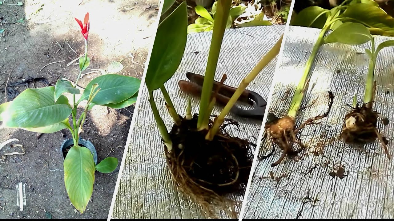 زراعة ورعاية واكثار نبات الكنا الاحمر بالبذور والخلفات