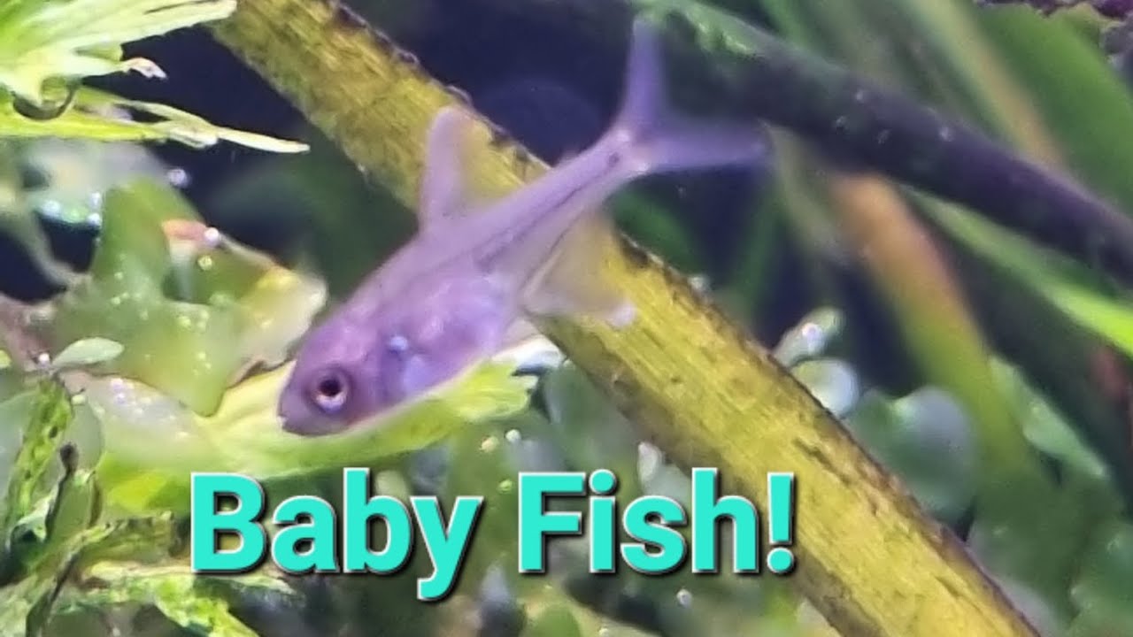 Breeding Egg Scatterers in the Community Aquarium