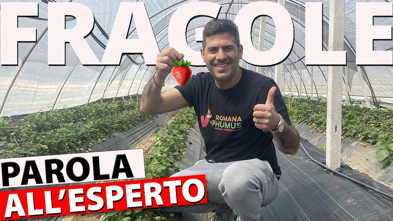 Coltivazione Fragole: Consigli professionali per un raccolto di QUALITA' 🍓🍓