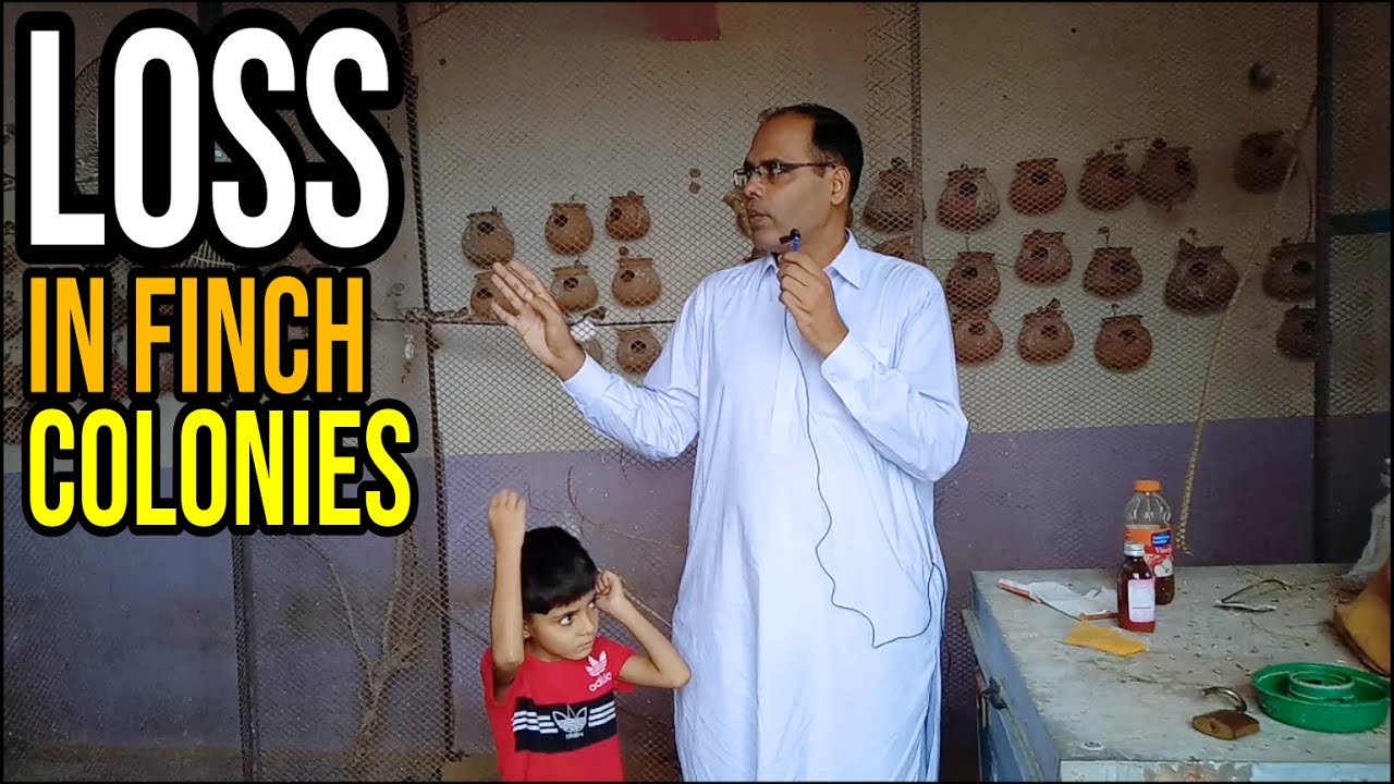 No Profit No income Only loss in finch colony Business | Calcium, nesting material, eggshells