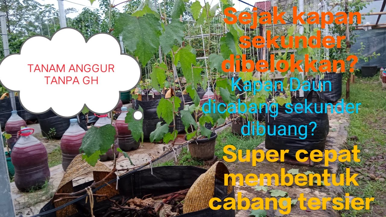 Kapan daun dicabang sekunder dibuang⁉️Tahap awal pembentukan cabang tersier sistem trelis‼️