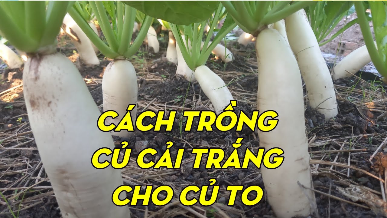Cách Trồng Củ Cải Trắng Từ Lúc Gieo Hạt Đến Thu Hoạch | Phan Đức #126