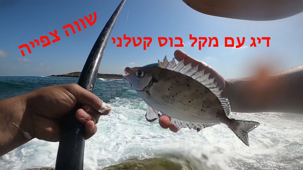 דיג עם מקל בוס,  אחד הימים הטובים, רצף של ארסים גדולים וסרגוסים יפים תהנו ותלמדו פרטים חשובים בתיאור