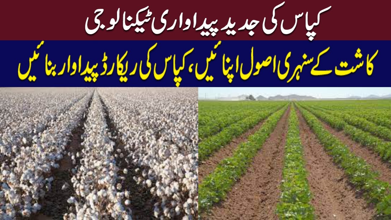 Get More Production From Cotton Crop | Cotton Cultivation / Farming in Pakistan | Best Way To Grow |