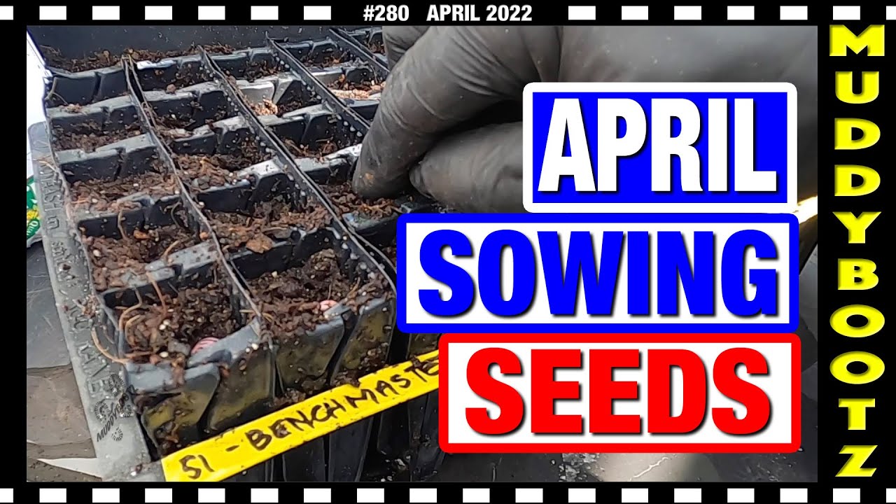 🌻280 🌻 SOWING BEANS 🌻 HARDENING OFF PLANTS 🌻