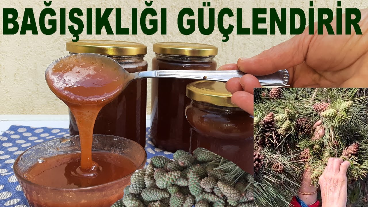 Öksürük, Bronşit, KOAH Şifa Deposu Çam Kozalağı Şurubu Nasıl Yapılır