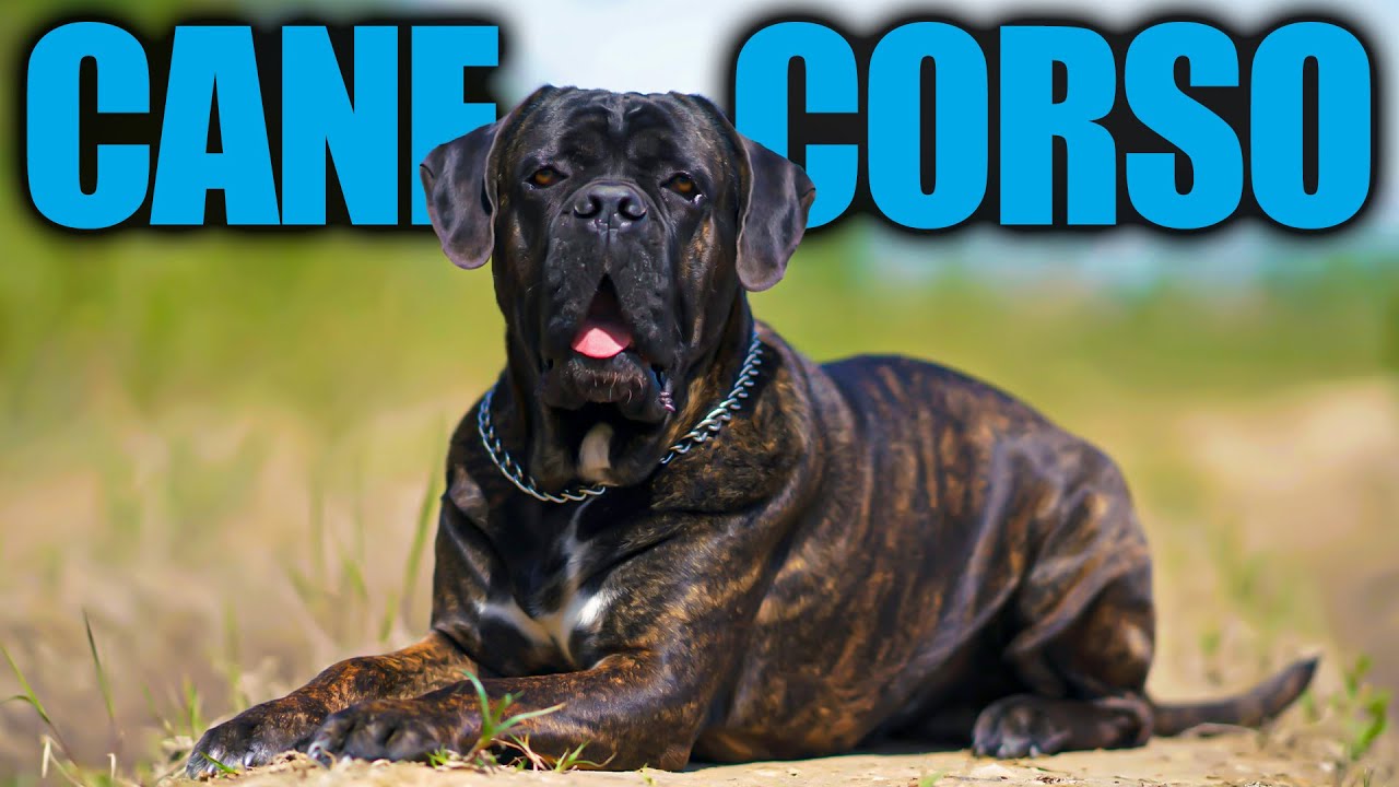 EVOLUZIONE DEL CANE CORSO:  TUTTE LE CURIOSITÀ - SWEET PAW