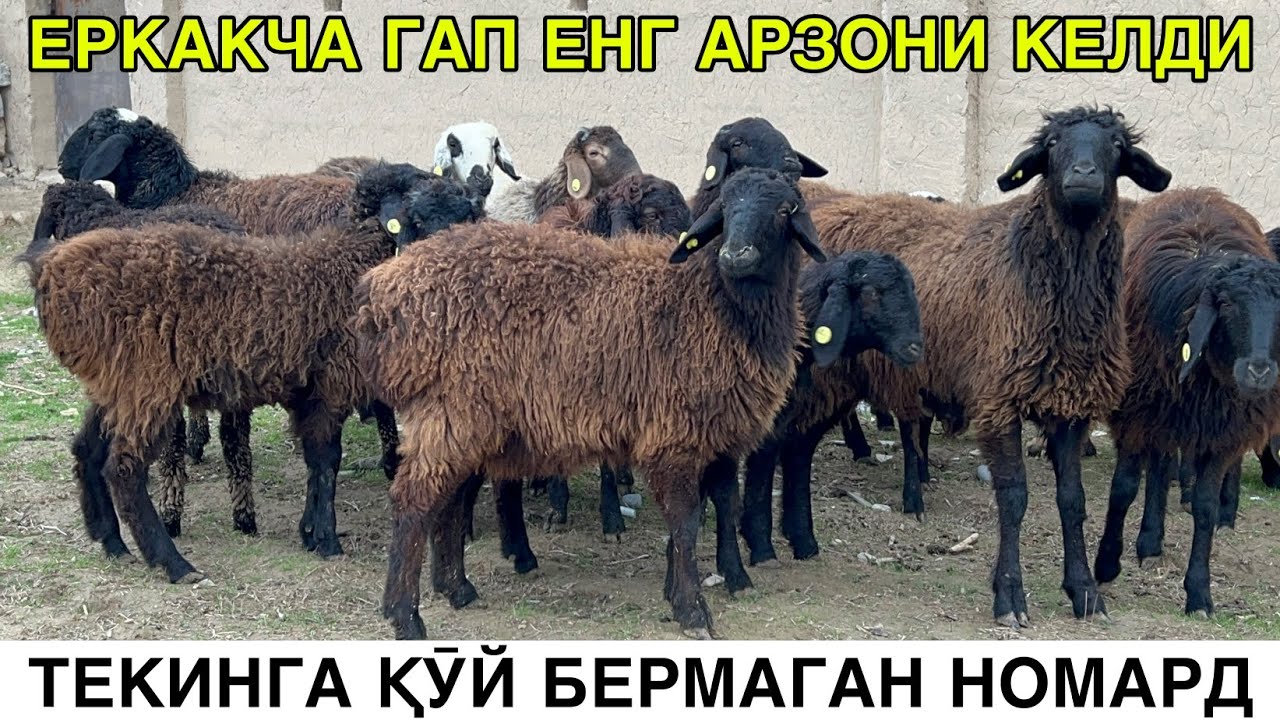 👍👍👍СОТИЛДИ🤝🤝🤝ТЕКИНГА ҚӮЙ БЕРАМАН.