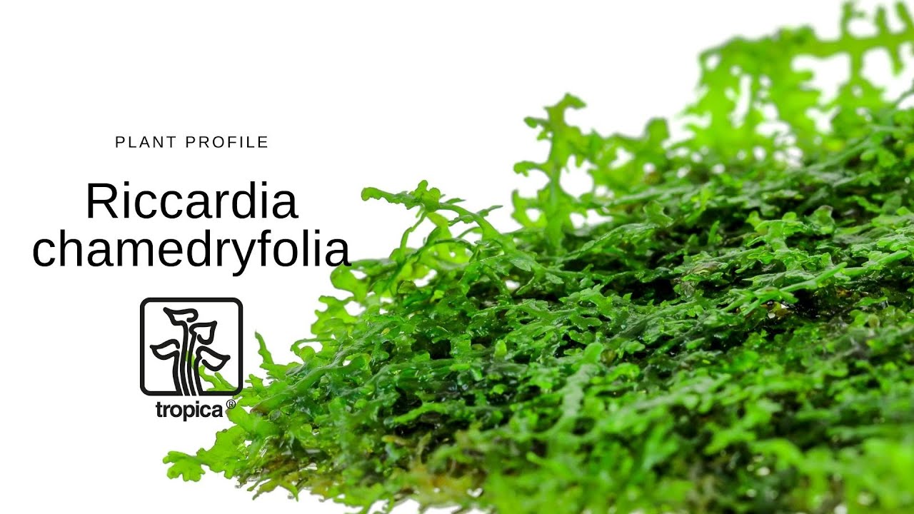Riccardia chamedryfolia - Coral Moss / Mini Pelia