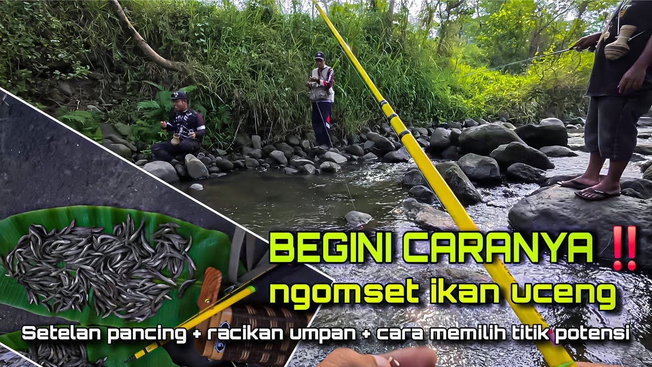 🍃 BEGINI CARANYA ‼️ MANCING IKAN UCENG DIJAMIN DAPAT BANYAK 💚