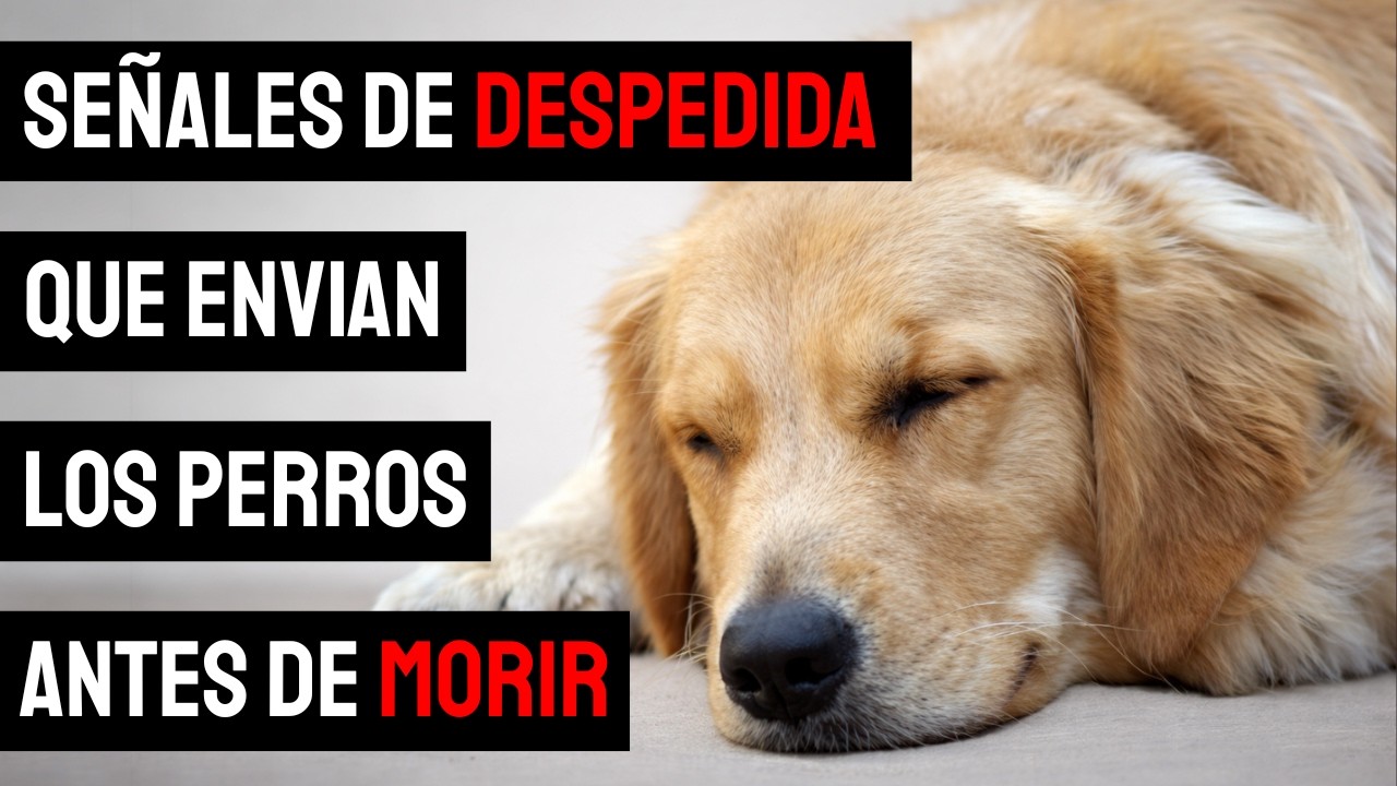 Cómo saber cuándo es el momento... Decirle adiós a tu perro 🌈