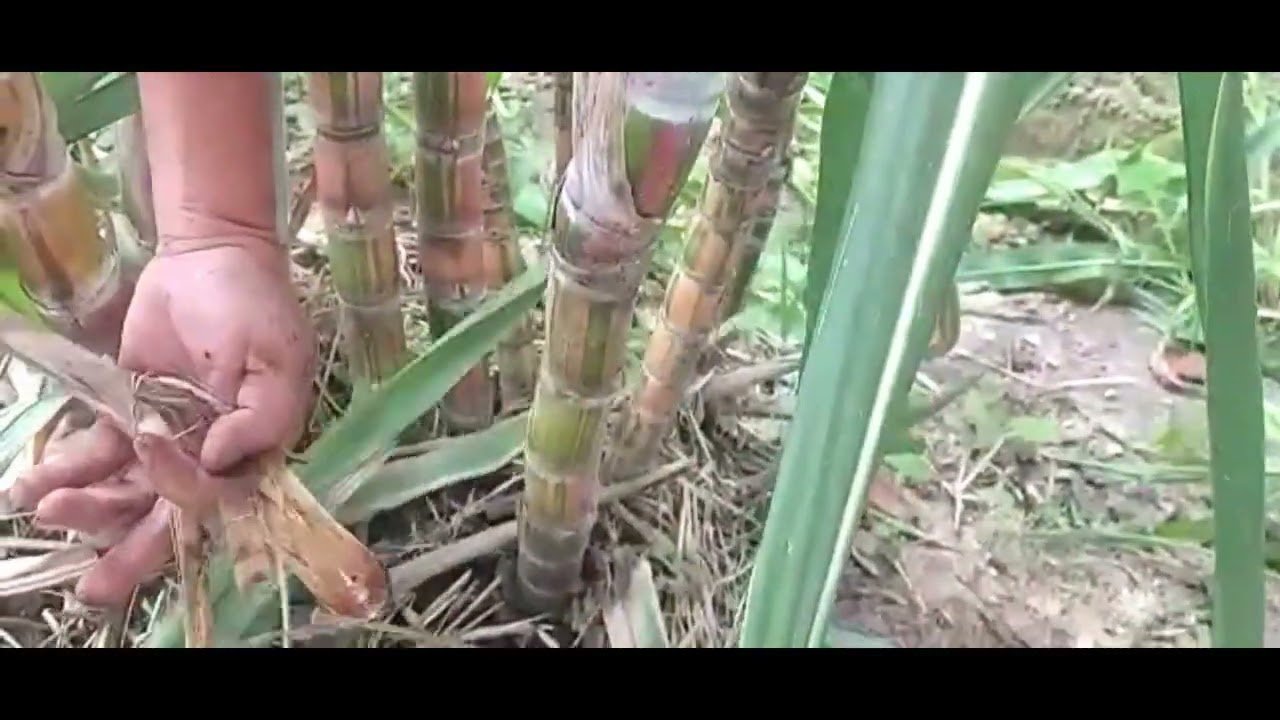 COMO COMBATER CUPIM NO CANAVIAL