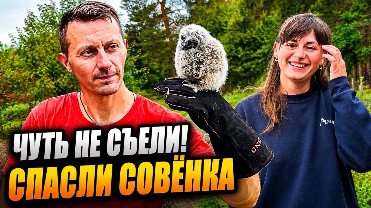 😱 СПАСЛИ СОВЁНКА В ПОСЛЕДНИЙ МОМЕНТ! Когда кот уже подкрался&hellip; Что делать теперь?