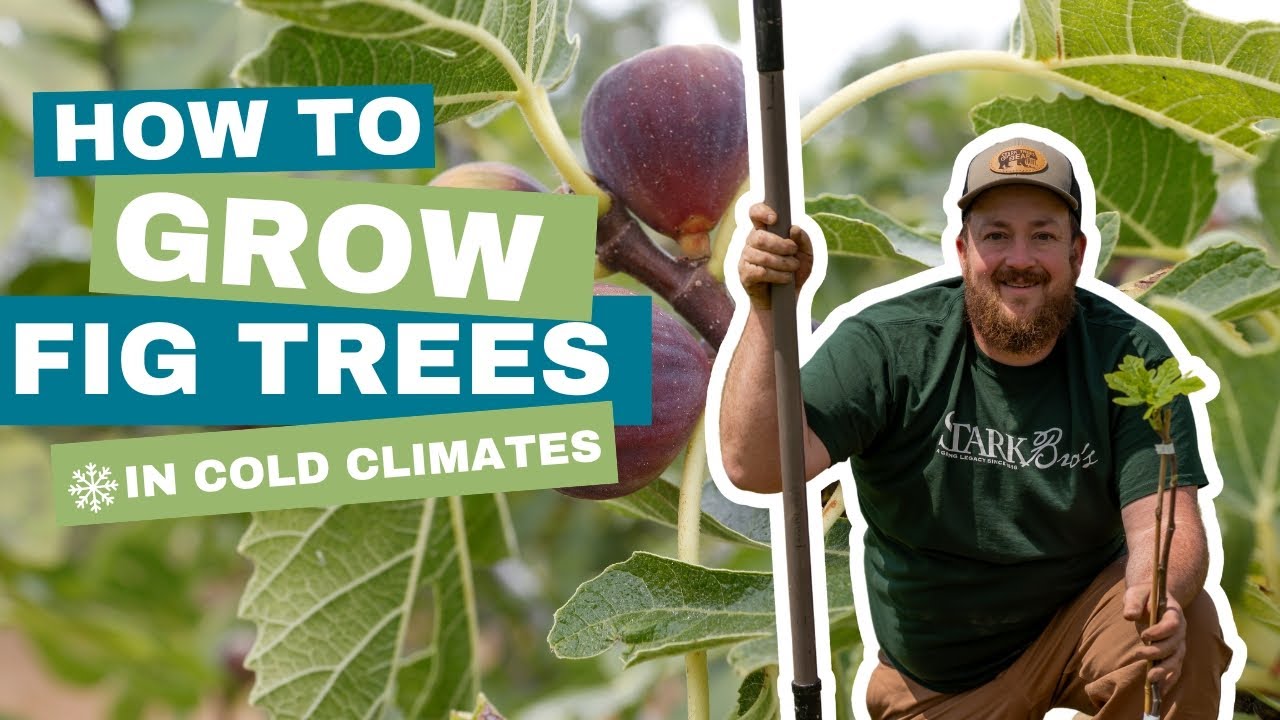 Cold Climate Fig Planting: In-Ground Success Successful Cold Climate Fig Planting