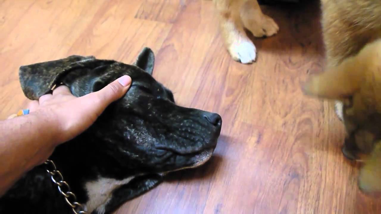 Cherry eye treatment for Cane Corso
