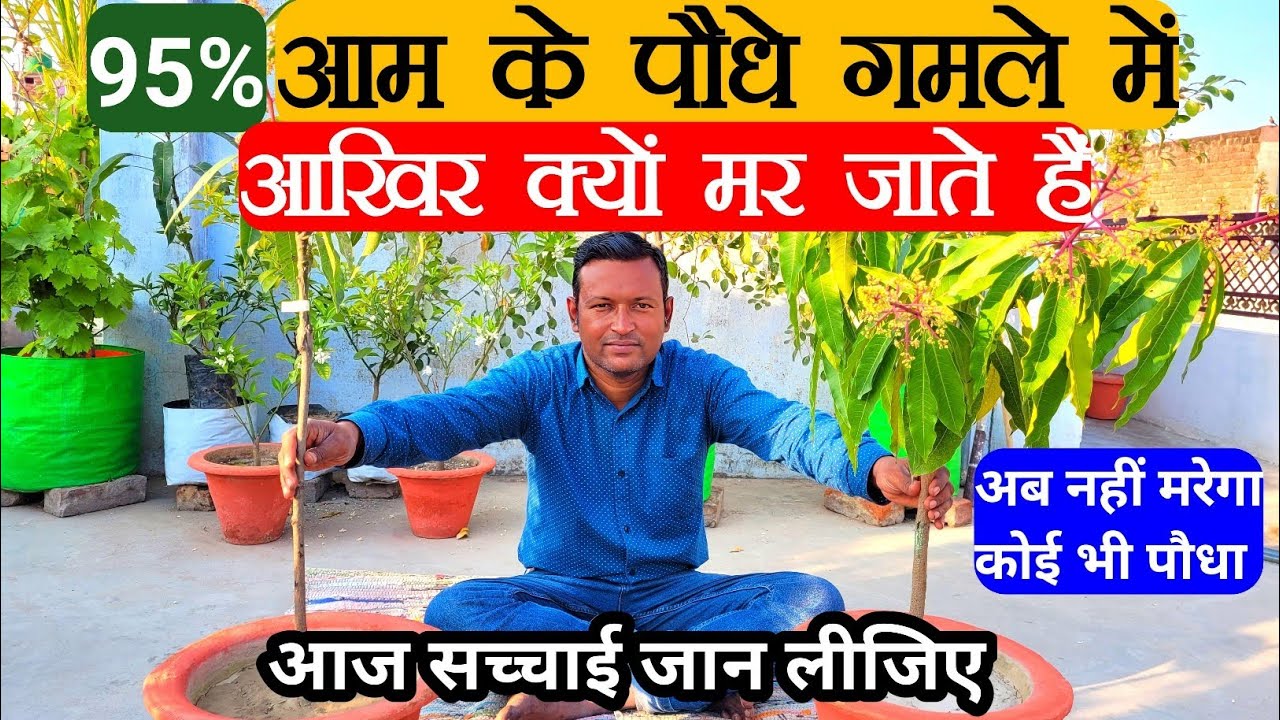95% आम के पौधे गमले में आखिर क्यों मर जाते हैं | आज सच्चाई जान लीजिए | अब नहीं मरेगा कोई भी पौधा