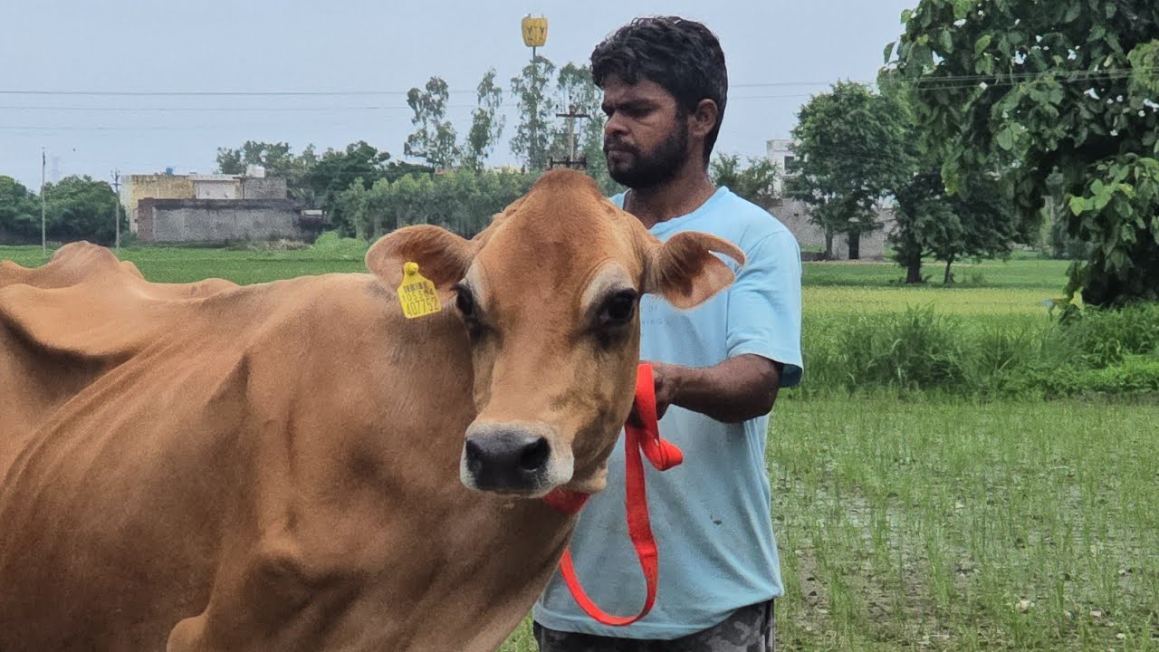 👌Best quality jersey 🐄🐄 available for sale in very good price🥇Sarb Cheema Dairy Farm 75080 23218