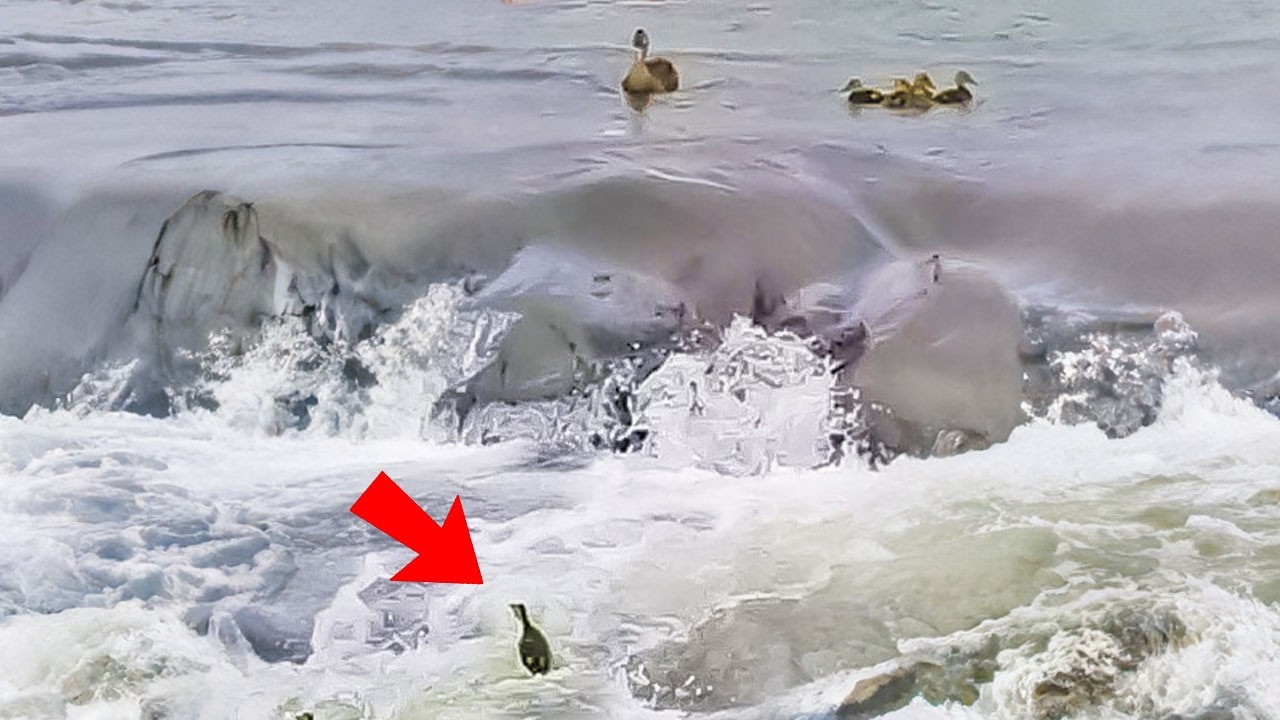 Мама-утка спасает утят, которых унесло течением [Дикая природа]