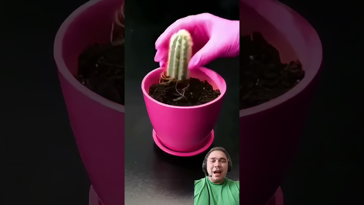 Como Plantar Cactos Por Estaquia - @segundoweny