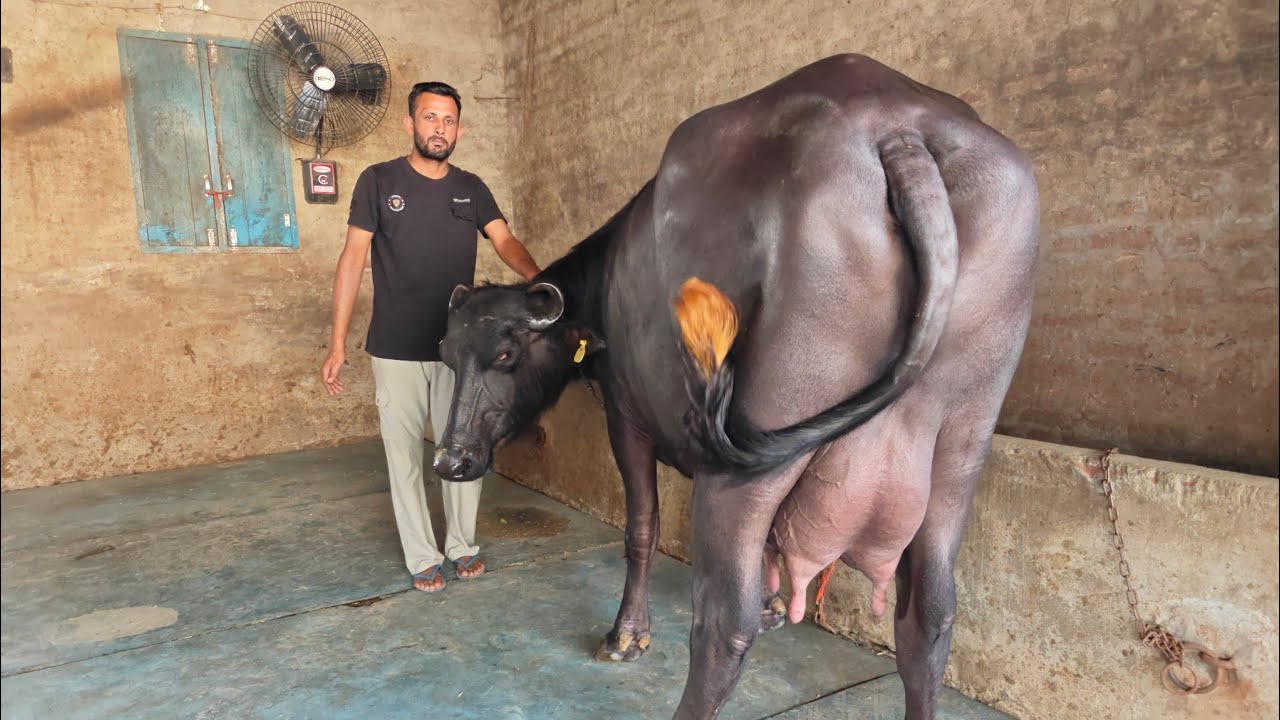 3 ਪਸ਼ੂ ਵਿਕਾਊ, 3 Animals for sale