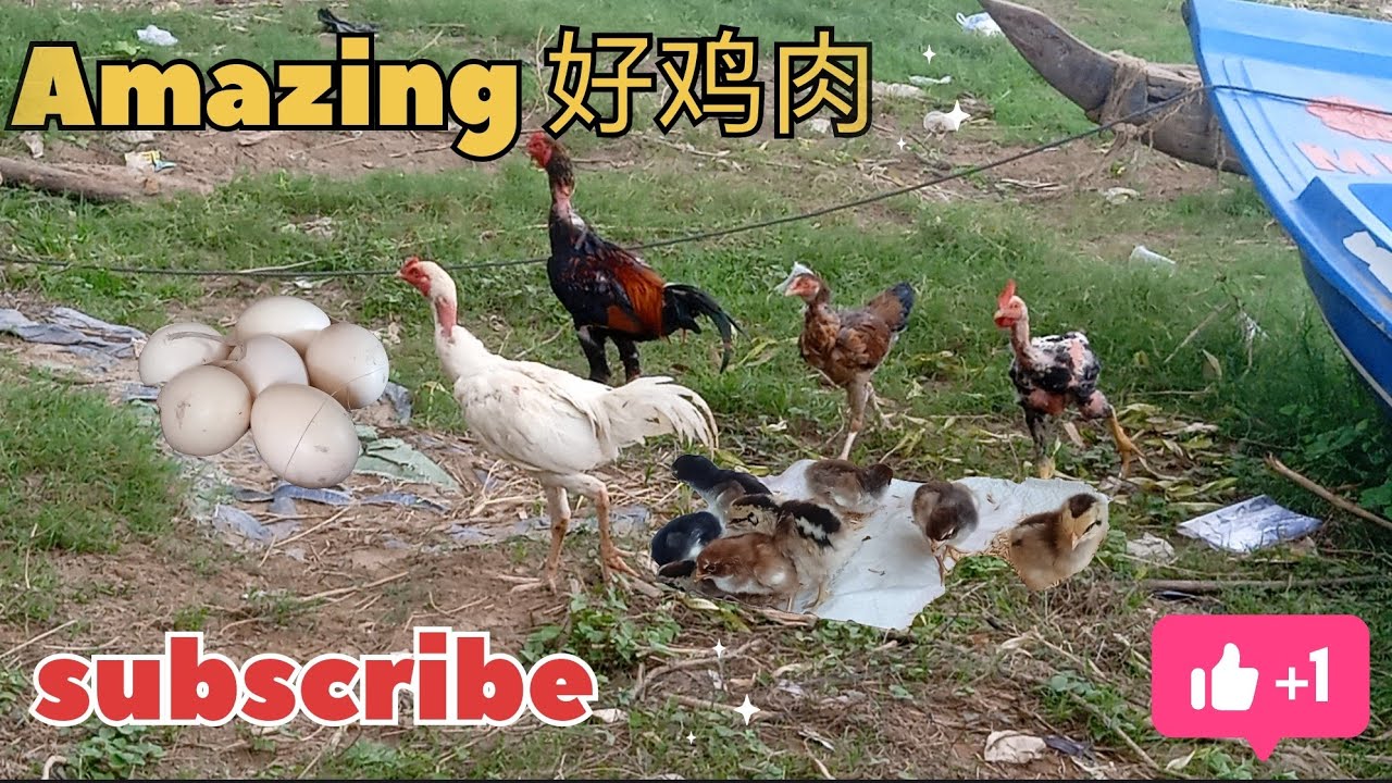 如何喂养雏鸟 很多鸡 How to raise chickens  Part​ 17