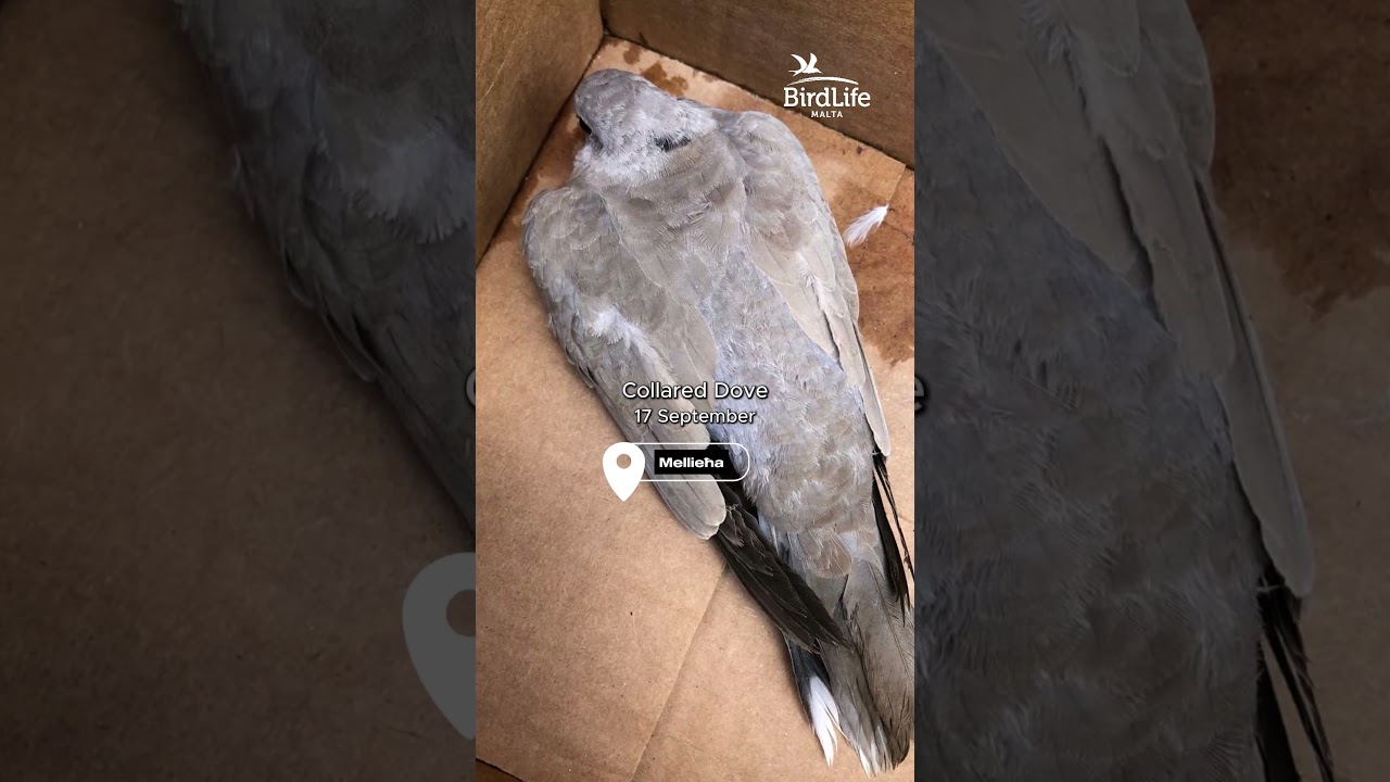 Birds shot illegally