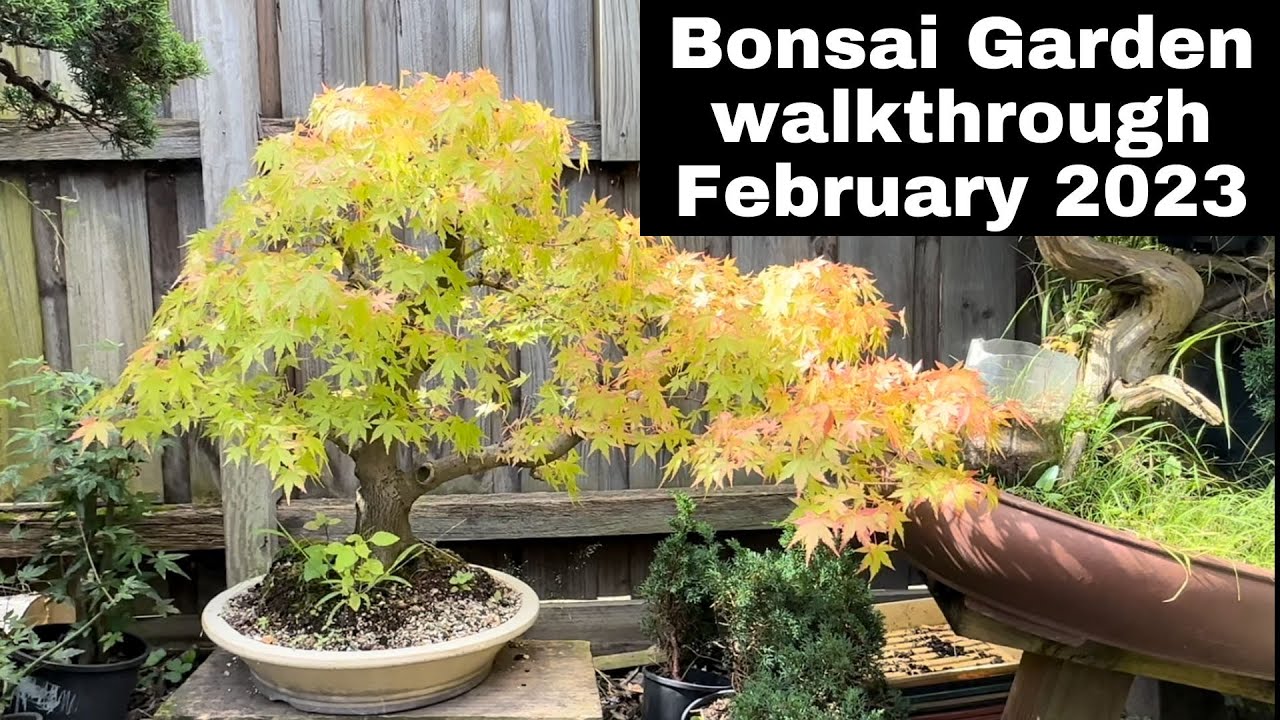 My Bonsai Garden tour walkthrough February 2023