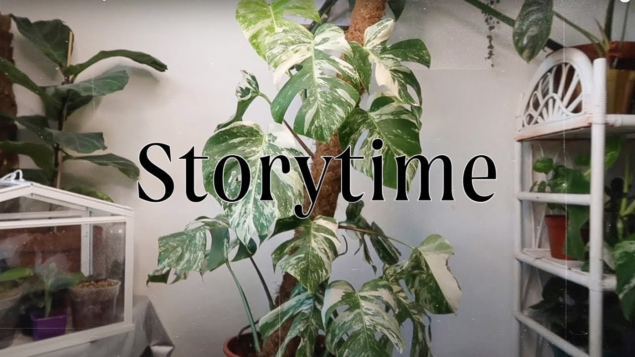 Ma monstera variegata STORYTIME