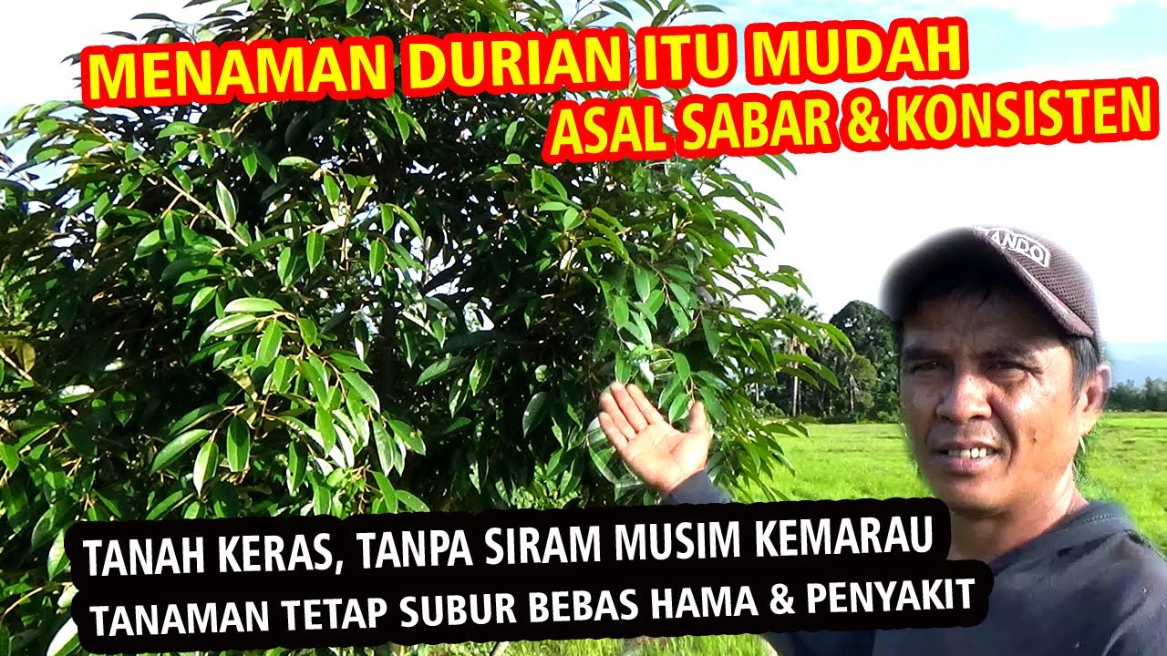 Konsisten Dari Awal Menanam DURIAN Secara Organik Inilah yang Terjadi