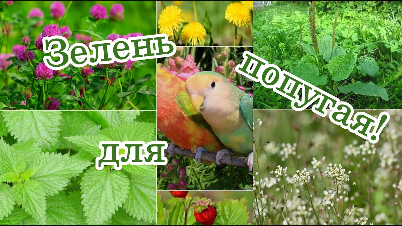 ЗЕЛЕНЬ ДЛЯ ПОПУГАЯ. Зеленый Корм в рационе Попугая II Растет у Вас под Ногами.