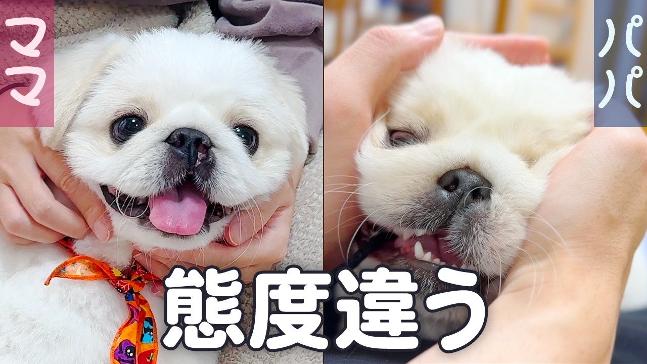 【子犬】ママとパパで態度が全く違うペキパグ。【ペキニーズとパグ/ミックス犬/pekingese pug puppy】