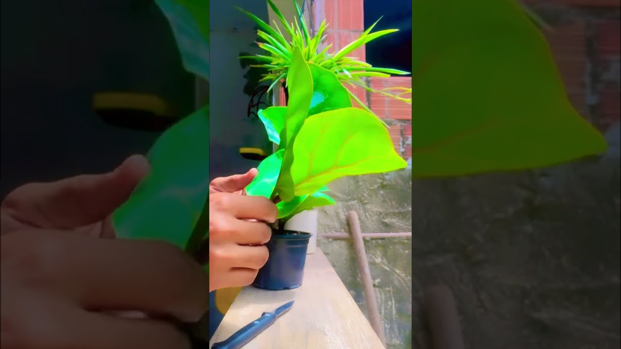 N&atilde;o tenham medo de podar. Fiz a primeira poda da muda de f&iacute;cus lyrata. #morandonaobra