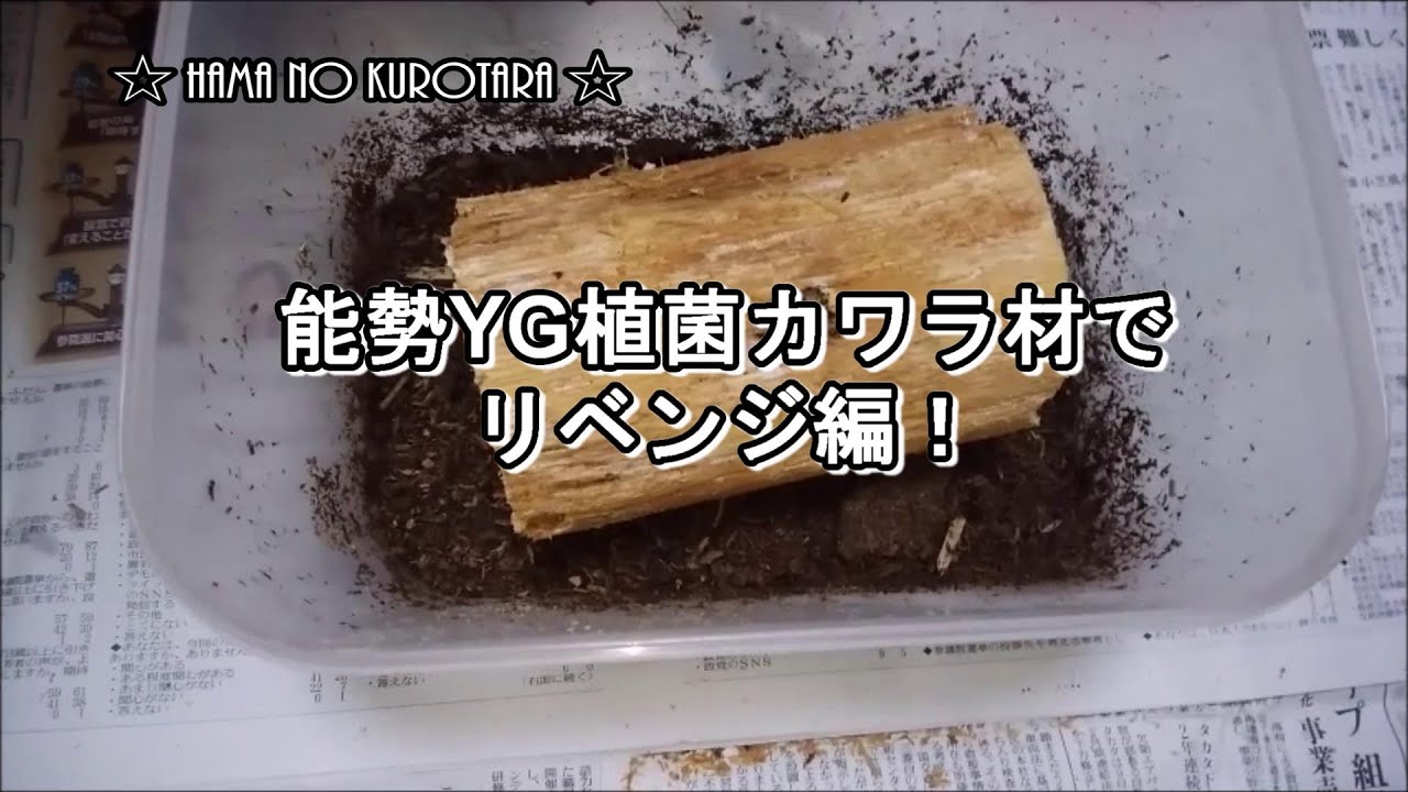 R# 5 能勢YG植菌カワラ材リベンジ編！