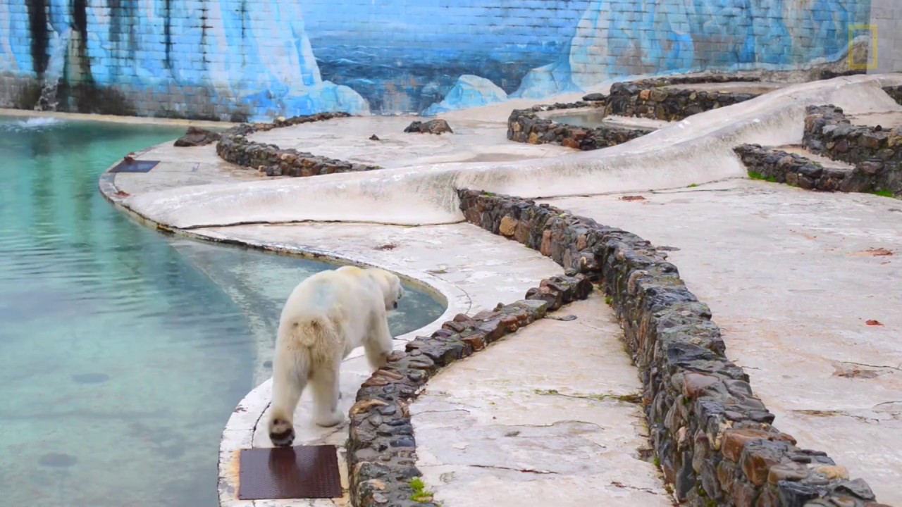 《白熊計畫》-- 比利時艾瓦耶 Monde Sauvage 動物園