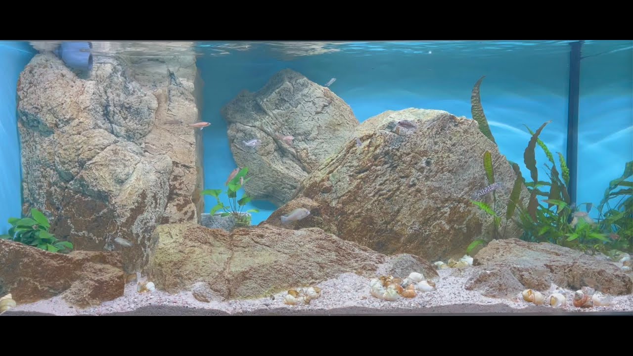 600 liter Tanganyika