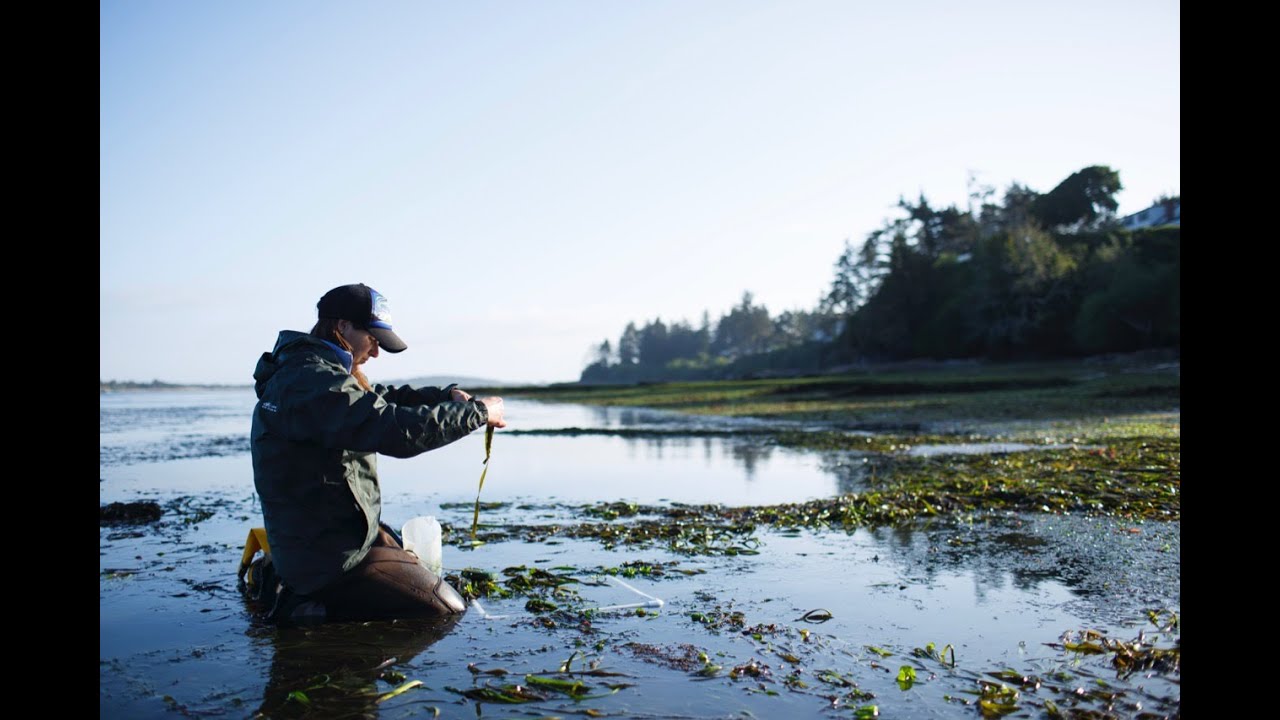 Interaction of Climate & Human-driven Changes in PNW Estuaries: Perspective of Seagrass & Macroalgae