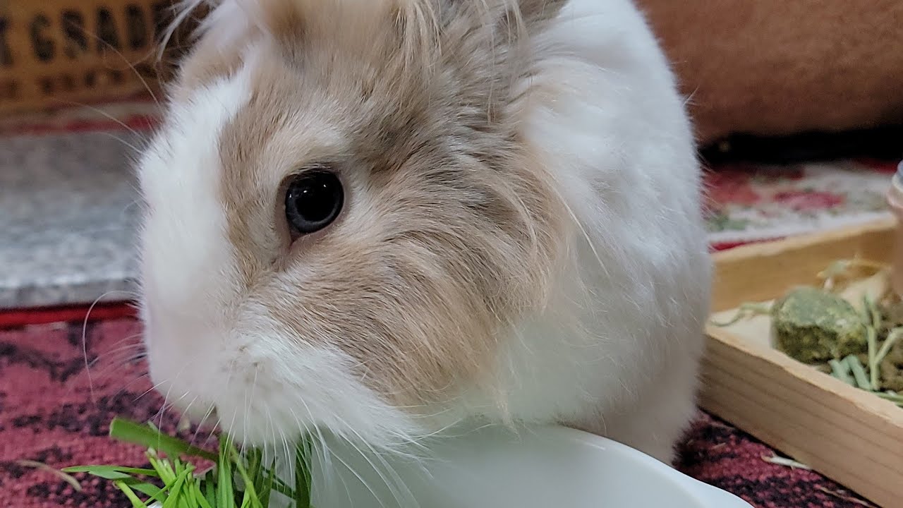 Bunny mofu is live! 20 FEB 2026 #可愛い #かわいい #bunny #rabbit #cute #ふわふわ #うさぎ #relaxing #動物 #viralvideo