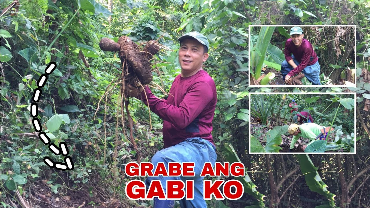 PAG-HARVEST NG GABI (PART II) | Biyaherong Batangueno
