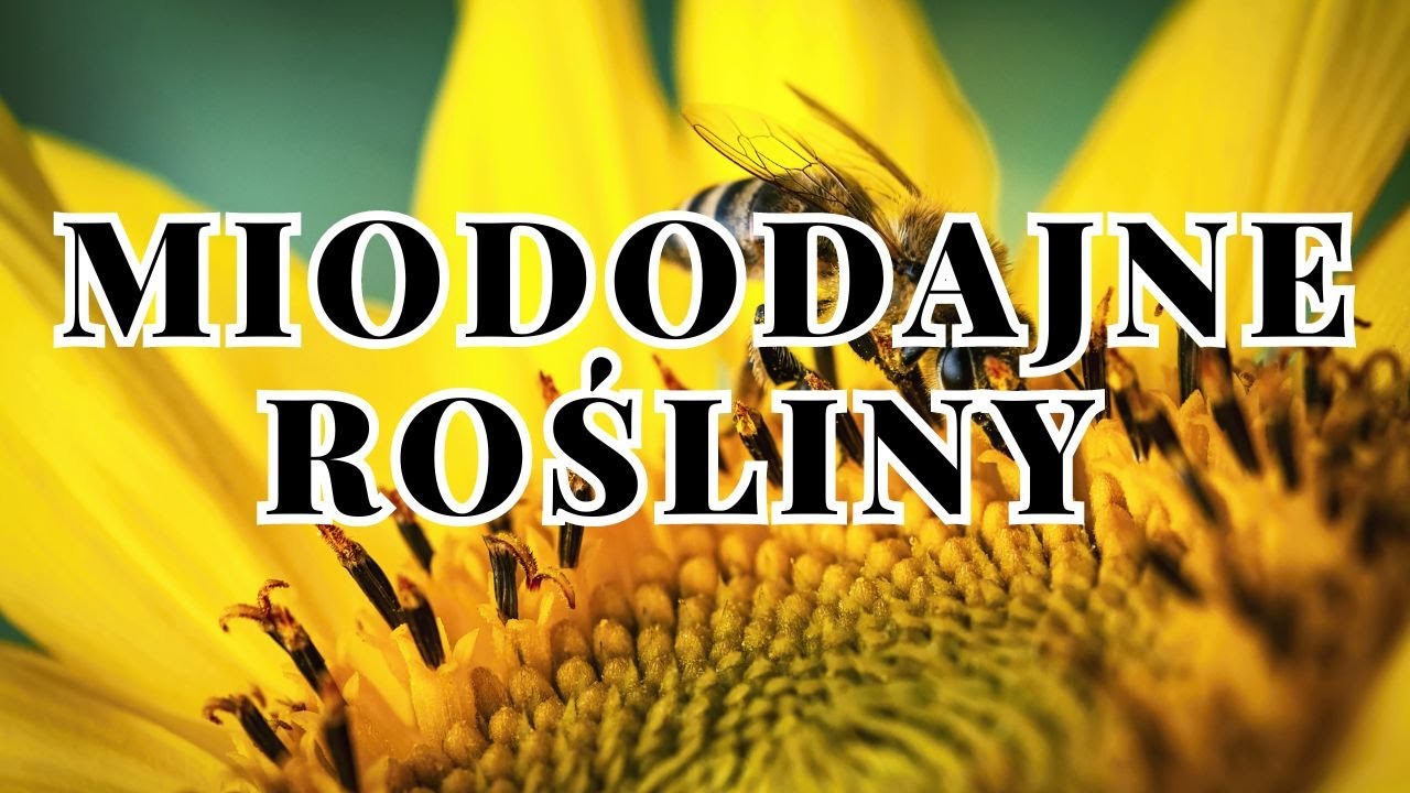 Kilka miododajnych roślin