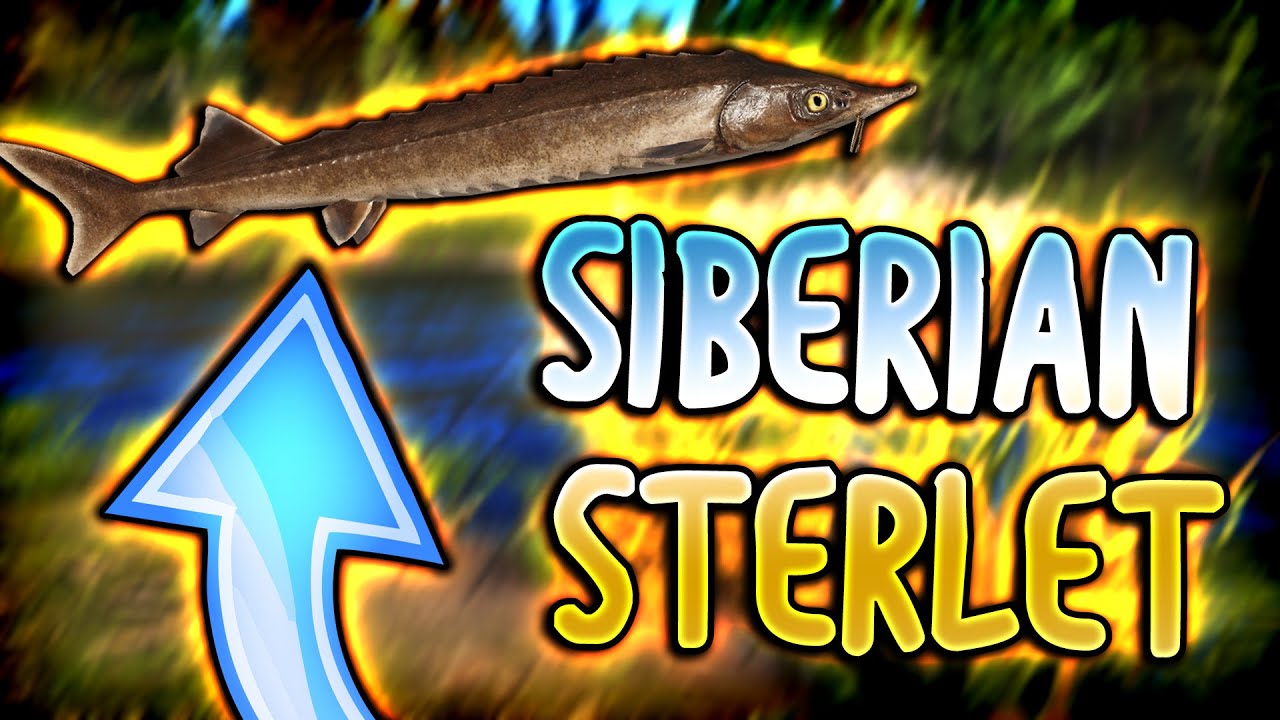 SIBERIAN STERLET ULTRA SPOT | LOWER TUNGUSKA RIVER | Russian Fishing 4
