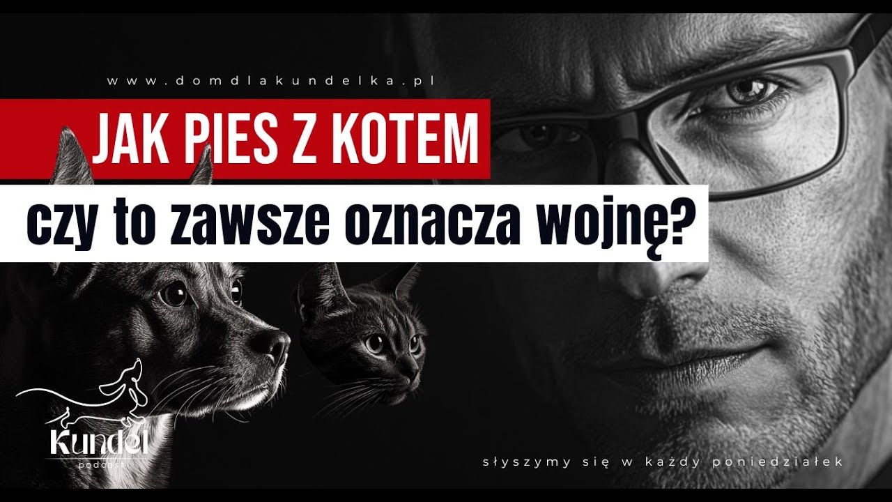 Jak pies z kotem &ndash; czy to zawsze musi oznaczać wojnę? #pies #kot #podcast