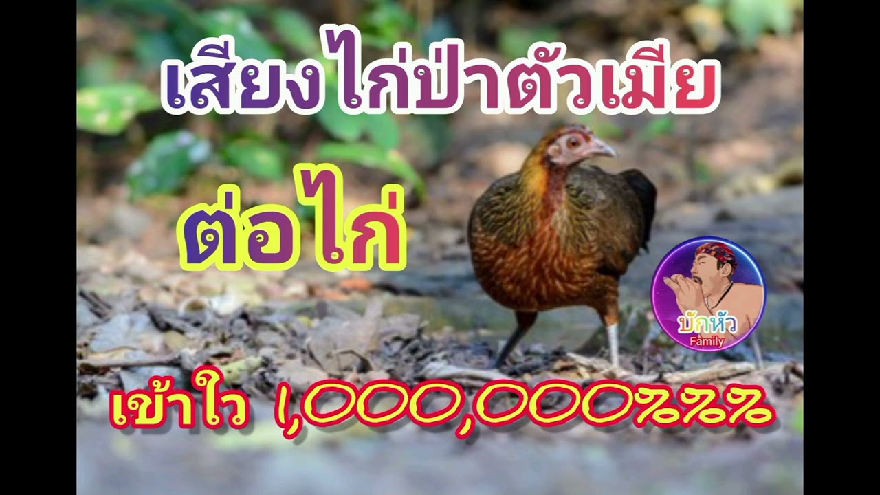 เสียงไก่ป่า#ไก่ตัวเมีย