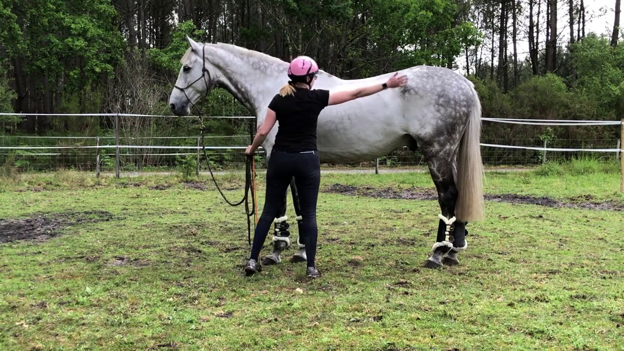 Equi'thologique séance 2  (avec vent d'ouest): gérer les peurs et le stress de son cheval au sol