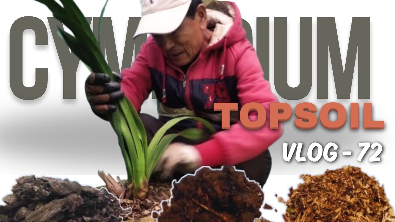 How to Topsoil Cymbidium Orchids? Ay-garden ||