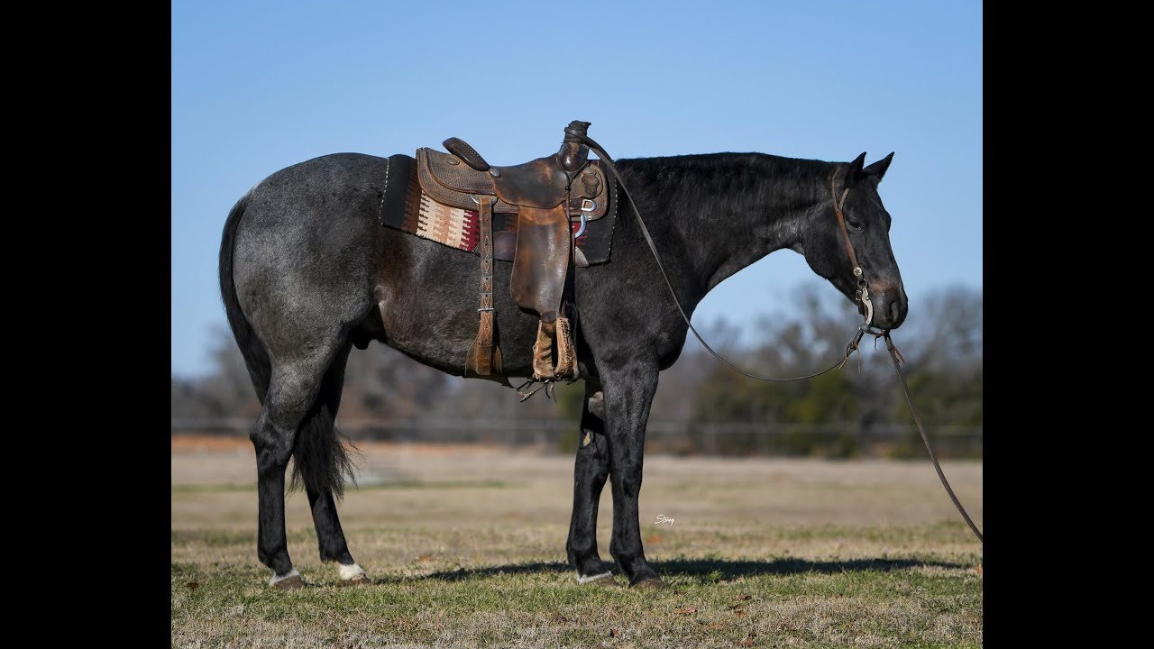 LOT 54, COUNT ON A BOON, PREMIER HORSE SALES, Ride The Wave in Ocala, FL on March 27-28, 2026