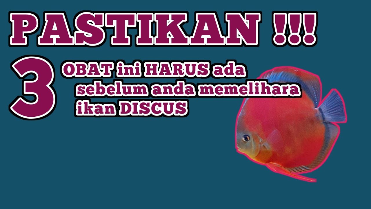 Sebelum Pelihara DISCUS - BELI IKAN Dulu atau BELI OBAT dulu?