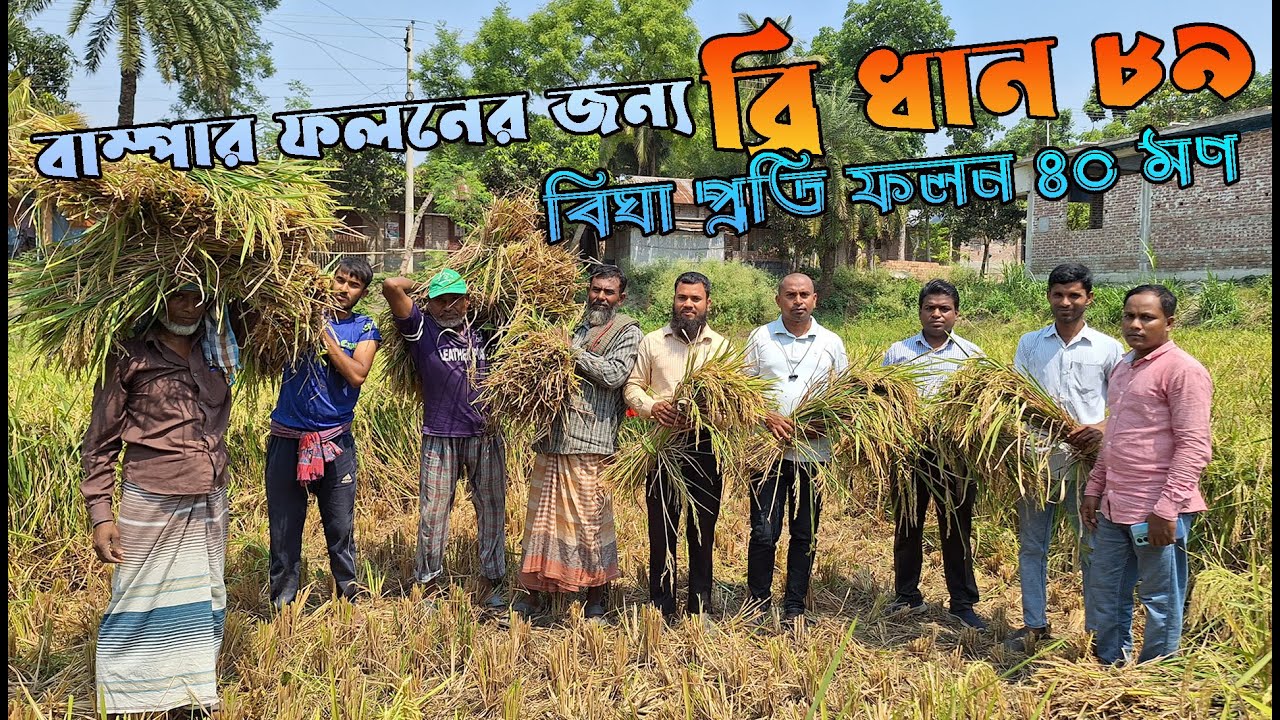 ব্রি ধান ৮৯ এর বাম্পার ফলন - বিঘা প্রতি ৪০ মণ ।