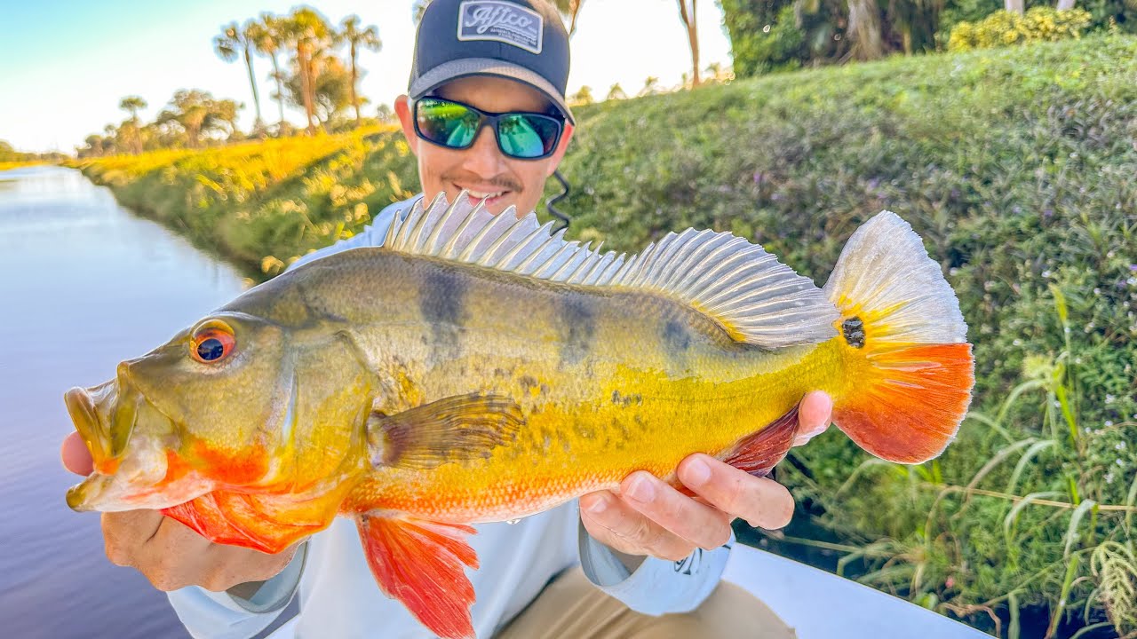 Peacock Bass на моем новом Stradic 1000 FM