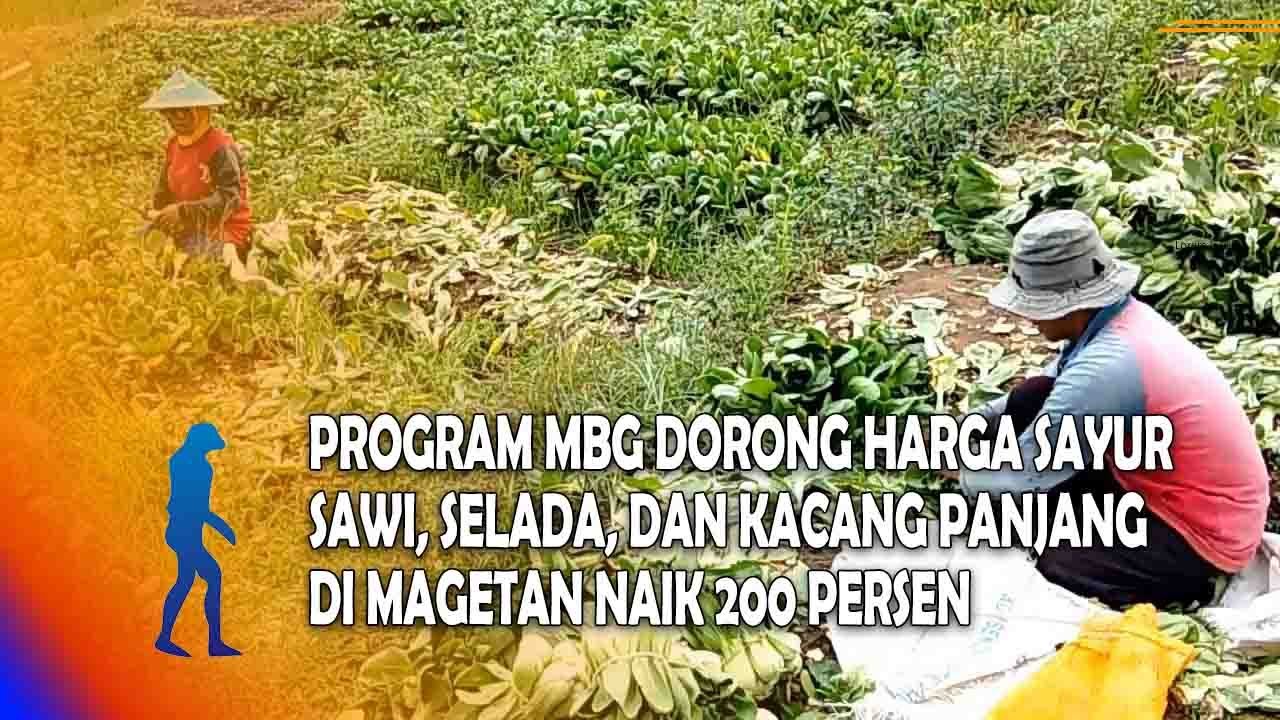 MAGETAN Program MBG Dorong Harga Sayur Sawi, Selada, Dan Kacang Panjang Di Magetan Naik 200 Persen