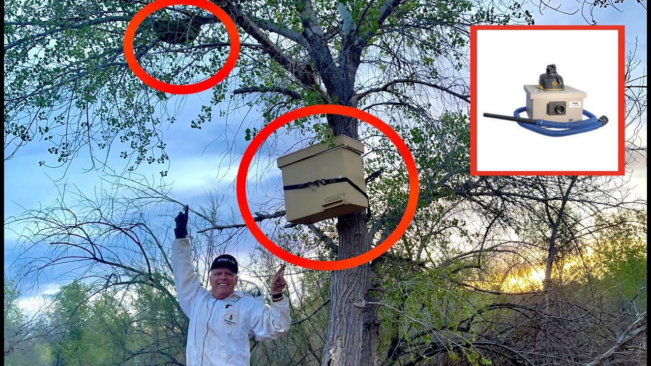 2 Swarms in 1 Tree - The Colorado Bee Vac Works Flawlessly
